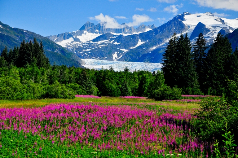 Alaska-Juneau-Field-Glacier-Flowers