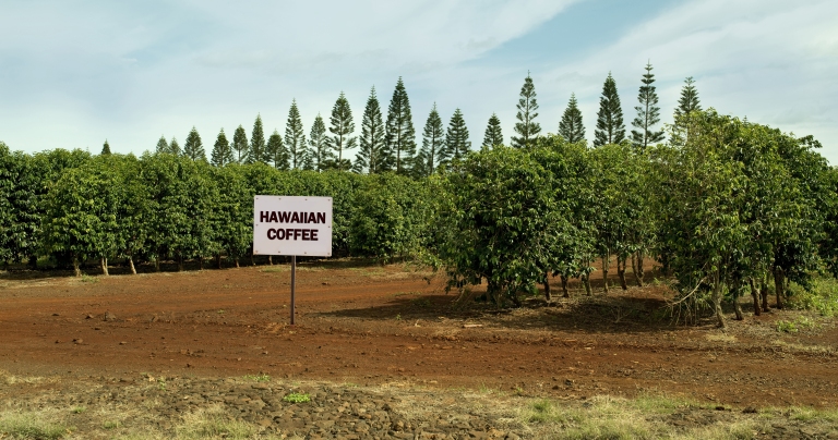 Hawaiian-Coffee-Farm.jpg
