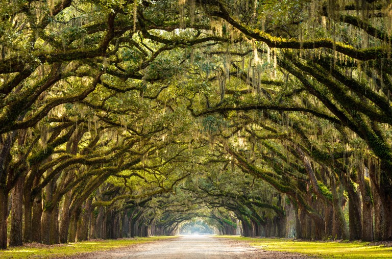 USA_Savannah_GA_oak_trees.jpg