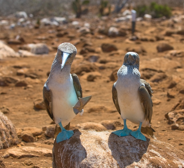 galapagos-blue-footed-boobies-2-on-rock-walking.jpg