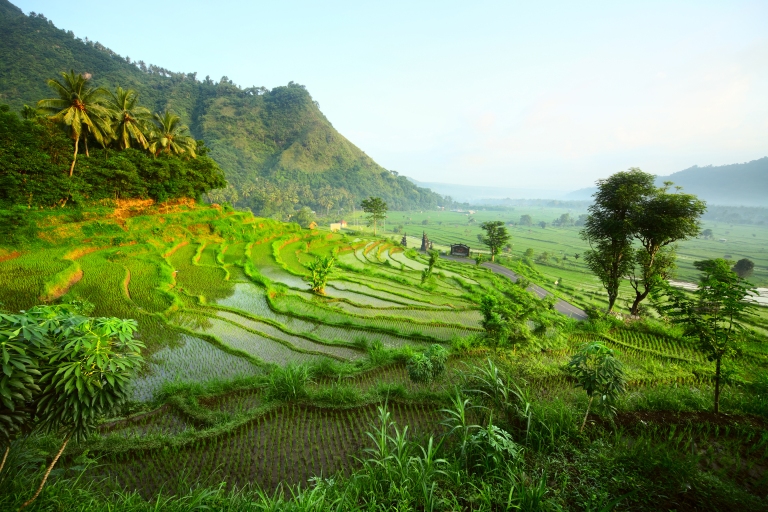 indonesia-bali-rice-fields-terraces-high-res.jpg