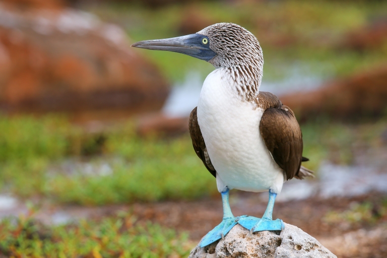 Galapagos-North Seymour-Blue Footed Booby.jpg