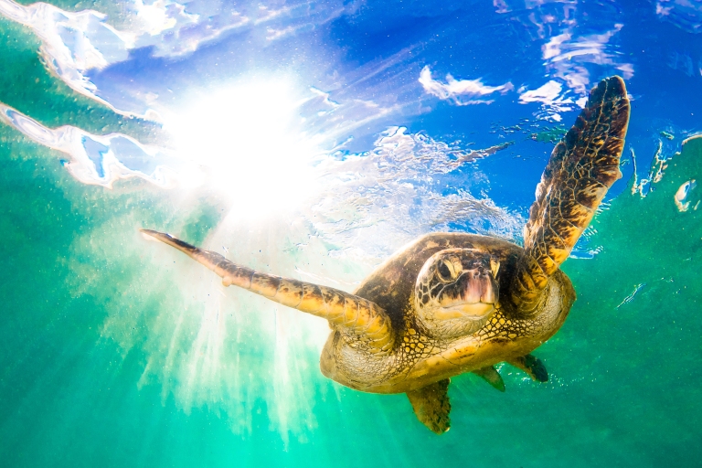 Hawaii-Sea Turtle.jpg