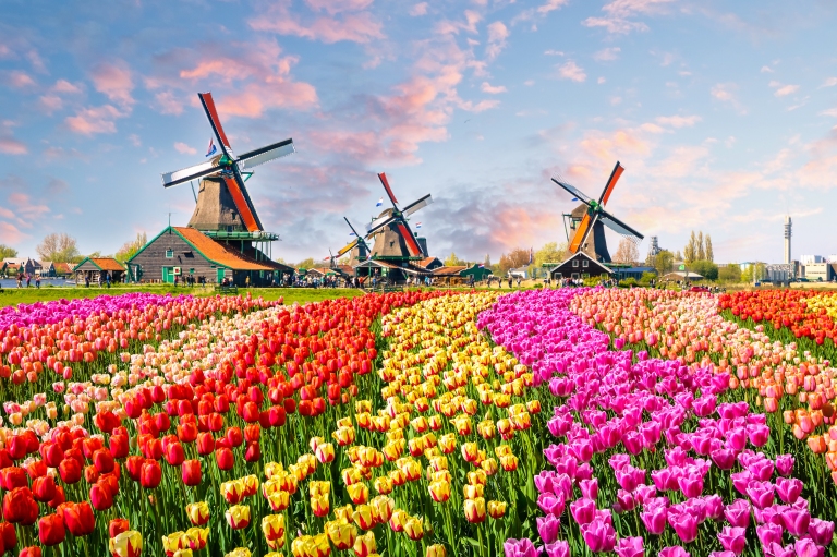 windmill_tulips_field_amsterdam