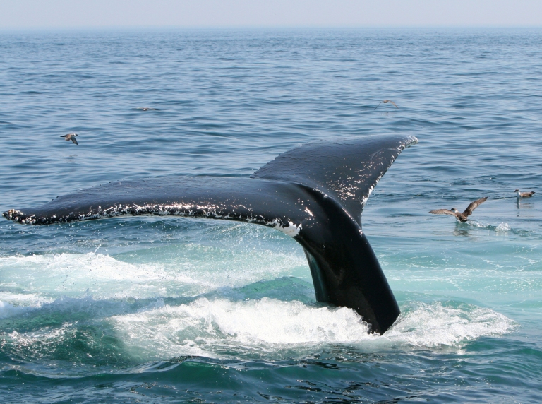 humpback_whale_tail_diving_Provincetown_Cape_Cod.jpg
